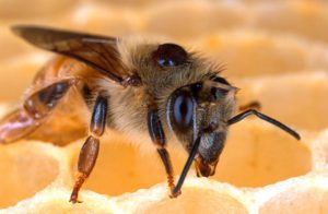varroa-abeille
