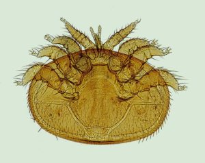 varroa-anathomie